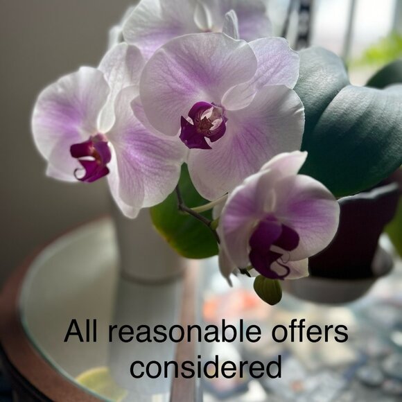 All reasonable offers are considered & thank you for shopping my Poshmark closet - Picture 1 of 1